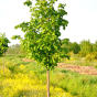 Tilia cordata (Липа мелколистная)