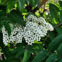 Sorbus aucuparia Fastigiata