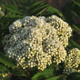 Sorbus aucuparia Fastigiata