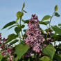 Syringa vulgaris Sensation