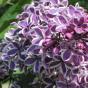 Сирень обыкновенная "Сенсация" (Syringa vulgaris Sensation)