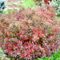 Spiraea japonica Little Princess