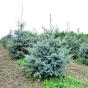 Picea pungens