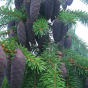 Ель сербская (Picea omorica)