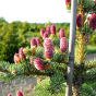 Picea pungens Hoopsii