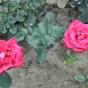 Rose Dame de Couer