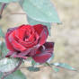 Rose Barkarole