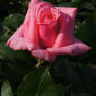 Роза Carina