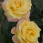Роза Mme Mailland или Роза Peace