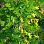 Caragana arboresen Pendula