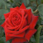 Rose Pride of England
