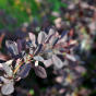 Berberis ottawensis Superba