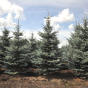 Picea pungens "Fat Albert"