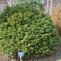 Picea abies Brabant