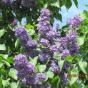 Сирень обыкновенная "Кавур" (Syringa vulgaris Cavour)