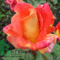 Rose Piccadilli