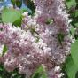 Сирень обыкновенная "Мадам Энтони Бюхнер" (Syringa vulgaris Mme.Antoine Buchner)
