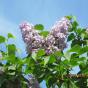 Сирень обыкновенная "Христофор Колумб"  (Syringa vulgaris Christophore Colomb)