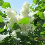 Сирень обыкновенная "Примрозе" (Syringa vulgaris Primrose)