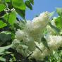 Сирень обыкновенная "Примрозе" (Syringa vulgaris Primrose)