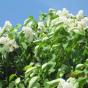 Сирень обыкновенная "Монблан" (Syringa vulgaris Mont Blanc)