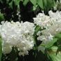 Сирень обыкновенная "Монблан" (Syringa vulgaris Mont Blanc)