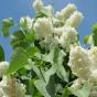 Сирень обыкновенная "Монумент" (Syringa vulgaris Monument)