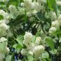 Сирень обыкновенная "Принцесса Клементина" (Syringa vulgaris Princesse Clementine)