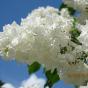 Сирень обыкновенная "Флора" ( Syringa vulgaris Flora)