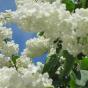 Сирень обыкновенная "Кандер"  (Syringa vulgaris Candeur)