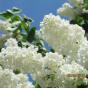 Сирень обыкновенная "Кандер"  (Syringa vulgaris Candeur)