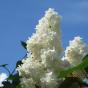 Сирень обыкновенная "Защитникам Бреста" (Syringa vulgaris Zaschitnikam Bresta)