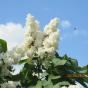 Сирень обыкновенная "Защитникам Бреста" (Syringa vulgaris Zaschitnikam Bresta)