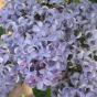 Сирень обыкновенная "Константин Заслонов" (Syringa vulgaris Konstantin Zaslonov)