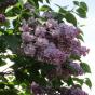 Сирень обыкновенная "Мечта" (Syringa vulgaris Mechta)