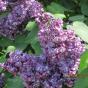 Сирень обыкновенная "Павлинка" (Syringa vulgaris Pavlinka)
