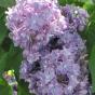 Сирень обыкновенная "Павлинка" (Syringa vulgaris Pavlinka)