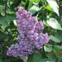 Сирень обыкновенная "Павлинка" (Syringa vulgaris Pavlinka)