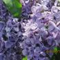 Сирень обыкновенная "Капитан Гастелло"  (Syringa vulgaris Kapitan Gastello)