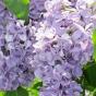 Сирень обыкновенная "Капитан Гастелло"  (Syringa vulgaris Kapitan Gastello)