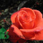 Rose Lady Rose