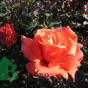 Rose Леди Роуз 