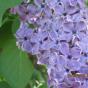 Сирень обыкновенная "Сумерки" (Syringa vulgaris Sumerki)