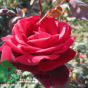 Rose Mr Lincoln