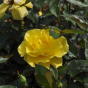 Rose Friesia