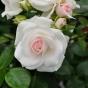 Роза "Аспирин Розе" (Aspirin Rose)