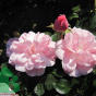 Rose Bonica 82