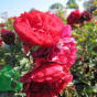 Rose Merkury 2000