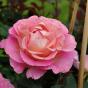 Роза "Пинк Парадайс" (Rose Pink Paradise)
