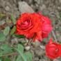Rose Fluorescent